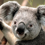 Gray koala in a tree looking at camera